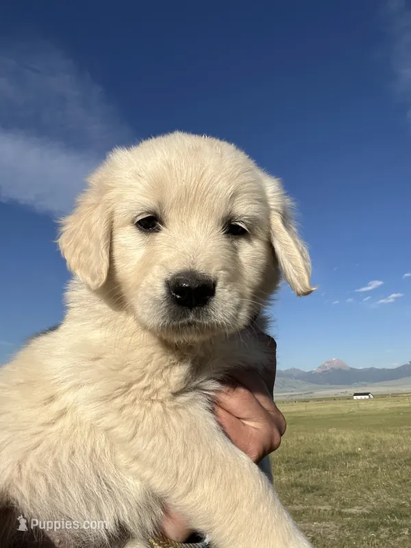 Pink – English Cream Golden Retriever puppy for sale in Ennis, MT