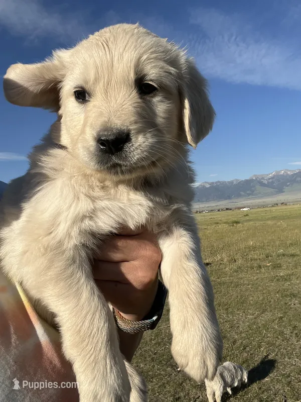 Purple – English Cream Golden Retriever puppy for sale in Ennis, MT