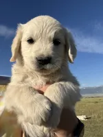 Orange, a male English Cream Golden Retriever for sale in Ennis, MT – 1 of 3