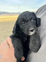 Topaz- blue , a male Goldendoodle for sale in Ennis, MT – Photo 2 of 3