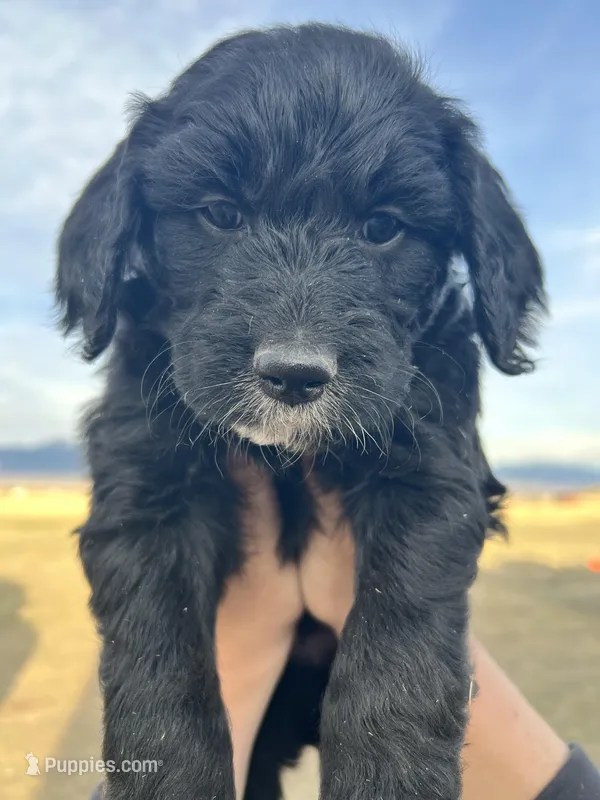 Topaz- blue  – Goldendoodle puppy for sale in Ennis, MT