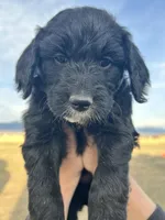 Topaz- blue , a male Goldendoodle for sale in Ennis, MT – Photo 1 of 3