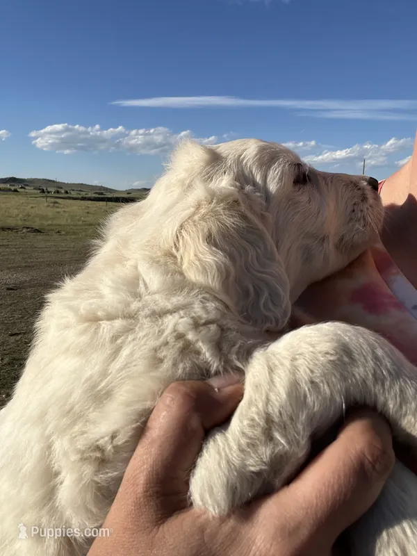 Brown – English Cream Golden Retriever puppy for sale in Ennis, MT