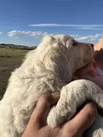 Brown, a male English Cream Golden Retriever for sale in Ennis, MT – 1 of 3