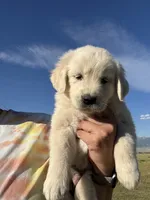 Pink, a female English Cream Golden Retriever for sale in Ennis, MT – 2 of 2