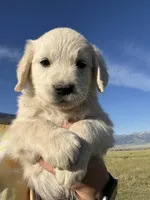 Orange, a male English Cream Golden Retriever for sale in Ennis, MT – 2 of 3