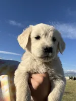 Green, a male English Cream Golden Retriever for sale in Ennis, MT – 2 of 3