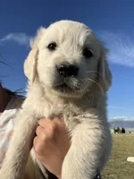Blue, a male English Cream Golden Retriever for sale in Ennis, MT – 1 of 2