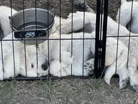 Green, a male English Cream Golden Retriever for sale in Ennis, MT – 3 of 3