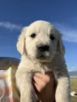 Blue, a male English Cream Golden Retriever for sale in Ennis, MT – 2 of 2