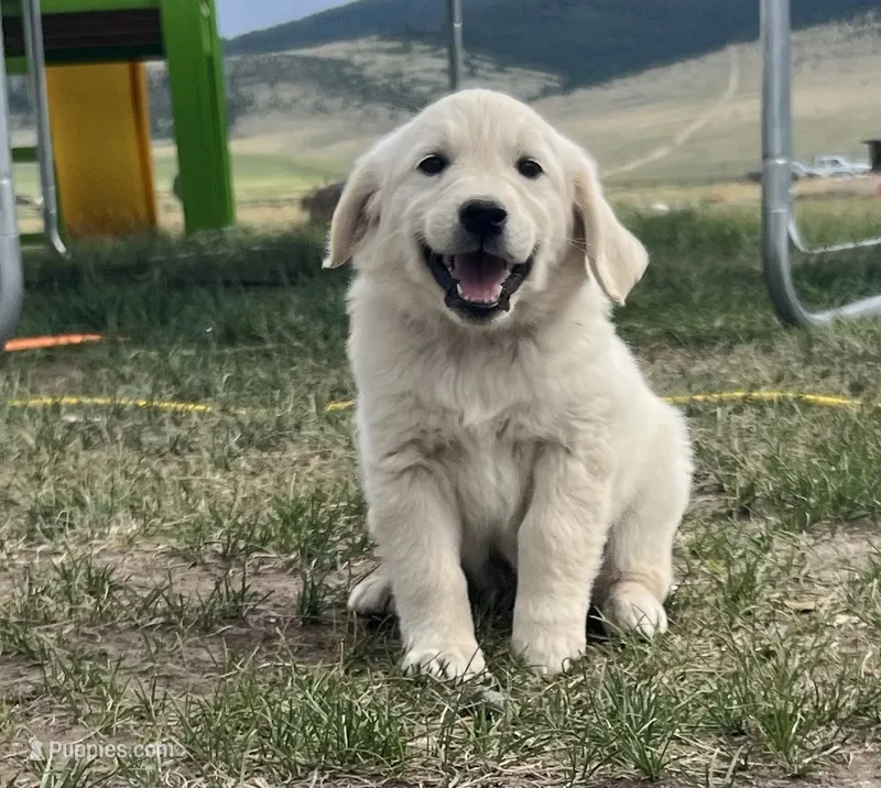 Purple – English Cream Golden Retriever puppy for sale in Ennis, MT