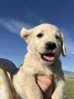 Green, a male English Cream Golden Retriever for sale in Ennis, MT – 1 of 3