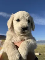Orange, a male English Cream Golden Retriever for sale in Ennis, MT – 3 of 3