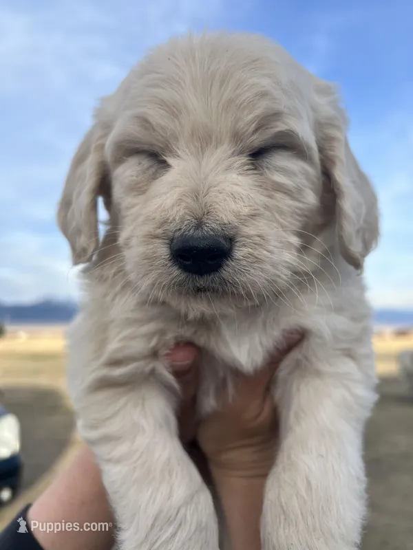 Sprite- Green – Goldendoodle puppy for sale in Ennis, MT