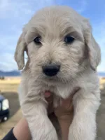 Sprite- Green, a male Goldendoodle for sale in Ennis, MT – Photo 2 of 3