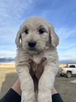 Sprite- Green, a male Goldendoodle for sale in Ennis, MT – Photo 3 of 3