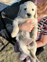 Purple, a female English Cream Golden Retriever for sale in Ennis, MT – 3 of 3