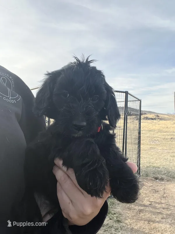 Snow White- red – Goldendoodle puppy for sale in Ennis, MT