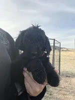 Snow White- red, a female Goldendoodle for sale in Ennis, MT – Photo 1 of 5