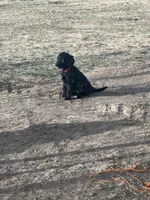 Snow White- red, a female Goldendoodle for sale in Ennis, MT – Photo 5 of 5