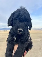 Snow White- red, a female Goldendoodle for sale in Ennis, MT – Photo 3 of 5
