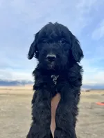 Snow White- red, a female Goldendoodle for sale in Ennis, MT – Photo 2 of 5