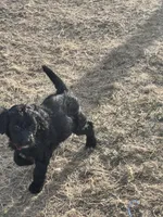 Snow White- red, a female Goldendoodle for sale in Ennis, MT – Photo 4 of 5