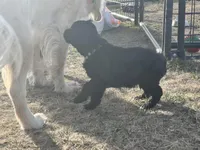 Grayson- gray, a male Goldendoodle for sale in Ennis, MT – Photo 3 of 3