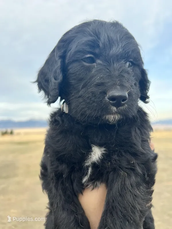 Grayson- gray – Goldendoodle puppy for sale in Ennis, MT