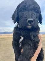 Grayson- gray, a male Goldendoodle for sale in Ennis, MT – Photo 2 of 3