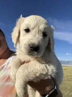 Brown, a male English Cream Golden Retriever for sale in Ennis, MT – 3 of 3