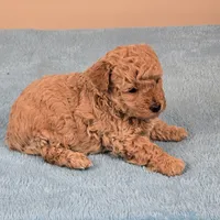Amy, a female Maltipoo for sale in Fountain Inn, SC – 3 of 5