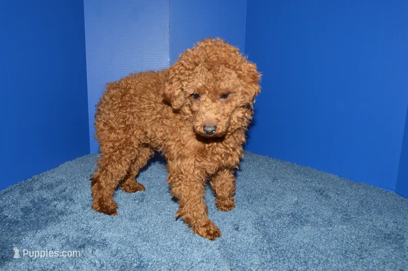 Bear – Poodle - Toy  puppy for sale in Fountain Inn, SC