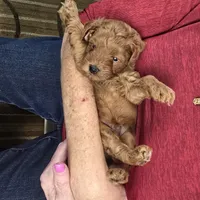 Charlie, a female Maltipoo and Poodle - Toy  for sale in Fountain Inn, SC – 10 of 10