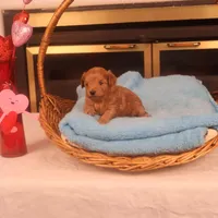 Bebe, a female Maltipoo for sale in Fountain Inn, SC – Photo 10 of 10