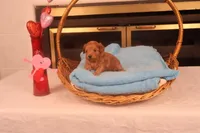 Bebe, a female Maltipoo for sale in Fountain Inn, SC – Photo 10 of 10