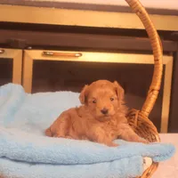 Bebe, a female Maltipoo for sale in Fountain Inn, SC – Photo 7 of 10
