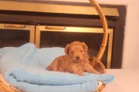 Bebe, a female Maltipoo for sale in Fountain Inn, SC – Photo 7 of 10