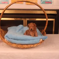 Bebe, a female Maltipoo for sale in Fountain Inn, SC – Photo 4 of 10