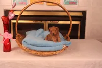 Bebe, a female Maltipoo for sale in Fountain Inn, SC – Photo 4 of 10