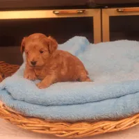 Bebe, a female Maltipoo for sale in Fountain Inn, SC – Photo 6 of 10