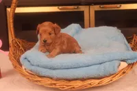 Bebe, a female Maltipoo for sale in Fountain Inn, SC – Photo 6 of 10