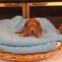 Bebe, a female Maltipoo for sale in Fountain Inn, SC – Photo 8 of 10