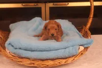 Bebe, a female Maltipoo for sale in Fountain Inn, SC – Photo 8 of 10