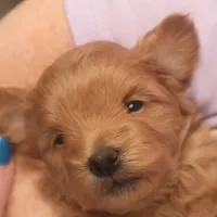 Bebe, a female Maltipoo for sale in Fountain Inn, SC – Photo 2 of 10