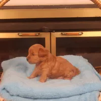 Bebe, a female Maltipoo for sale in Fountain Inn, SC – Photo 5 of 10