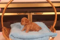 Bebe, a female Maltipoo for sale in Fountain Inn, SC – Photo 5 of 10