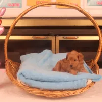 Bebe, a female Maltipoo for sale in Fountain Inn, SC – Photo 9 of 10