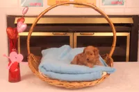 Bebe, a female Maltipoo for sale in Fountain Inn, SC – Photo 9 of 10