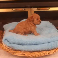 Bebe, a female Maltipoo for sale in Fountain Inn, SC – Photo 3 of 10